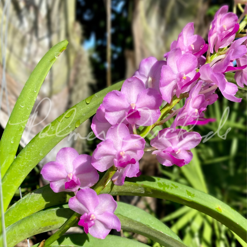 Van. Pine Rivers-Thonglor — Palmer Orchids